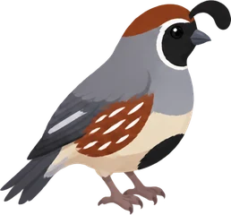 Gambel's Quail