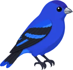 Indigo Bunting