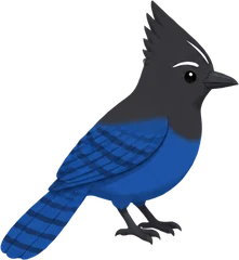 Steller's Jay