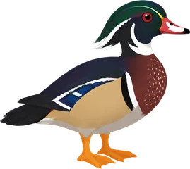Wood Duck